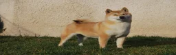 Shiba Inu perros en venta: Shiba Inu , cachorros en Madrid - Anuncio 1