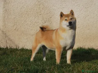 Shiba Inu perros Shiba Inu , cachorros en Madrid - Anuncio 8