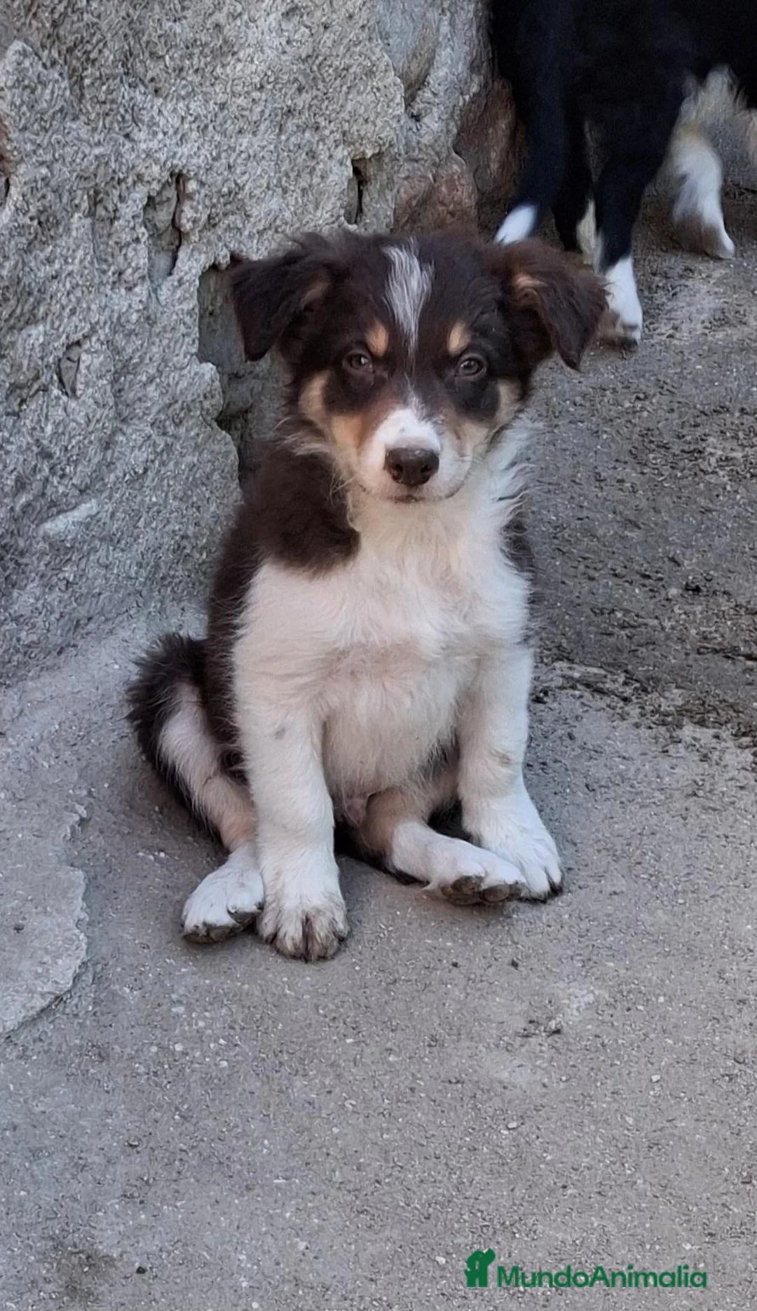 Border Collie perros en venta: Border collie  - Anuncio 3