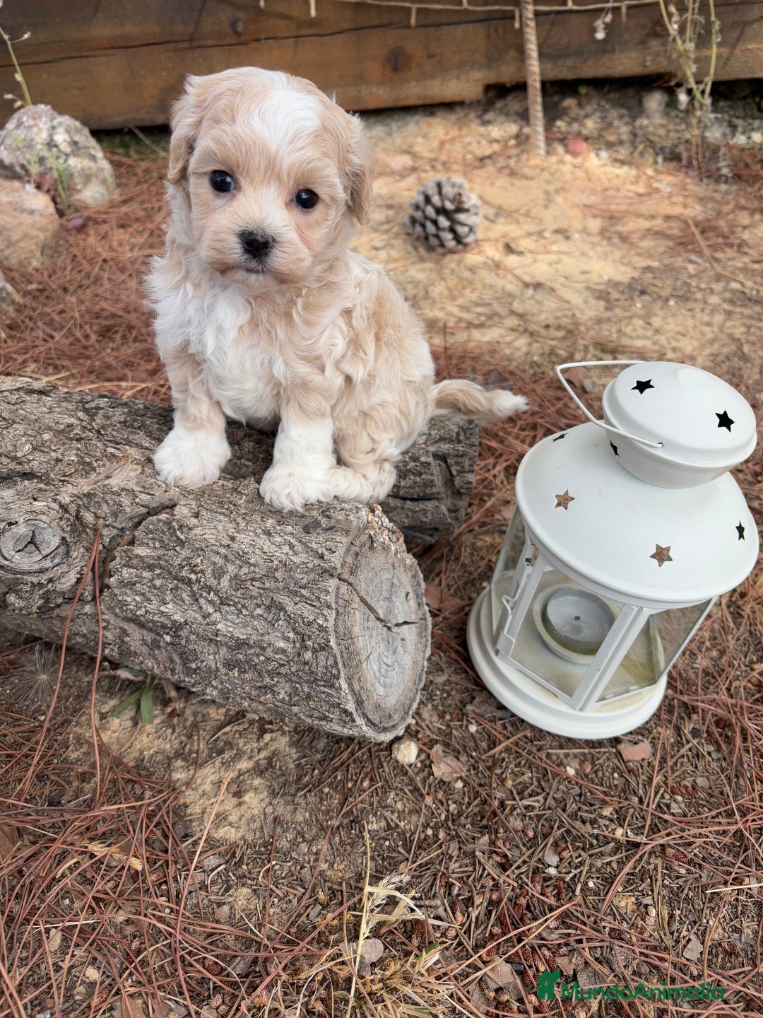 Maltipoo perros en venta: Maltipoo de caramelo  - Imagen 1