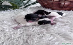 Yorkshire Terrier perros en venta: YORKSHIRE TERRIER BIEWER - Imagen 4