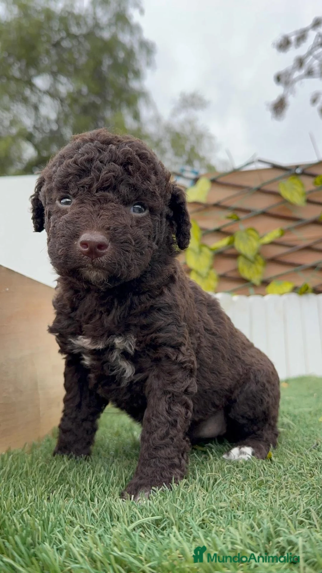 Perro de Agua Español perros en venta: PERRO DE AGUA HEMBRA - Anuncio 1