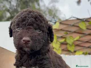 Perro de Agua Español perros PERRO DE AGUA HEMBRA - Anuncio 2