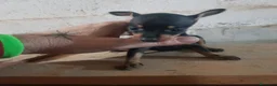 Ratón de Praga perros en venta: Cachorro de ratón de Praga  - Anuncio 3