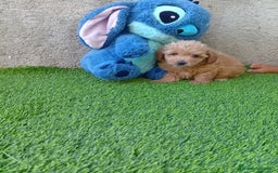 Maltipoo perros en venta: PRECIOSO MALTIPOO - Imagen 1