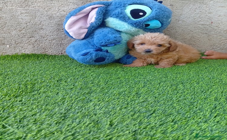 Maltipoo perros - Propaganda 1