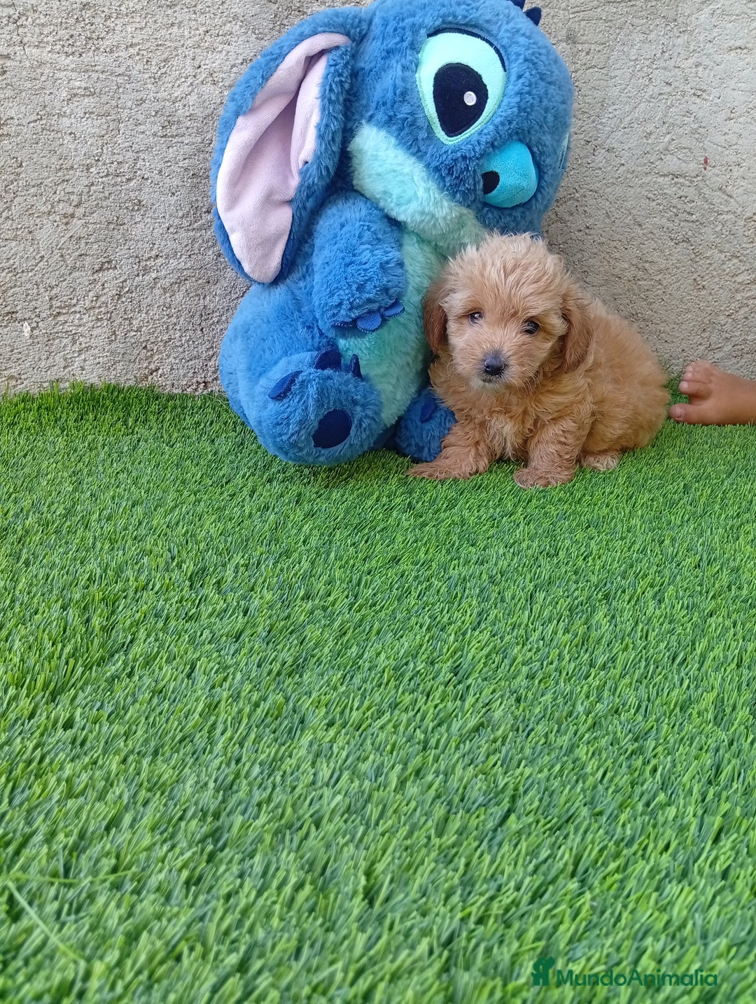 Maltipoo perros en venta: PRECIOSO MALTIPOO - Imagen 1