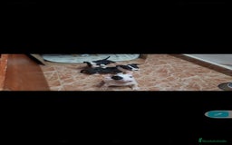 Bull Terrier perros en venta: Bullterrier mini - Anuncio 3