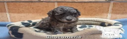 Caniche Toy perros en venta: Caniches Exclusivos de madre chocomerle  - Anuncio 5