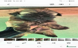 Shih Tzu perros en venta: Shiht tzu  - Anuncio 4