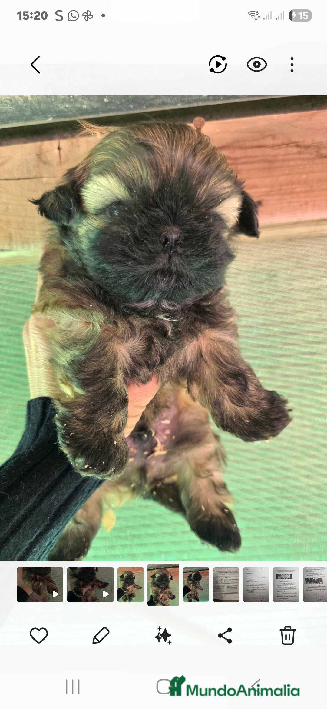 Shih Tzu perros en venta: Shiht tzu  - Anuncio 4