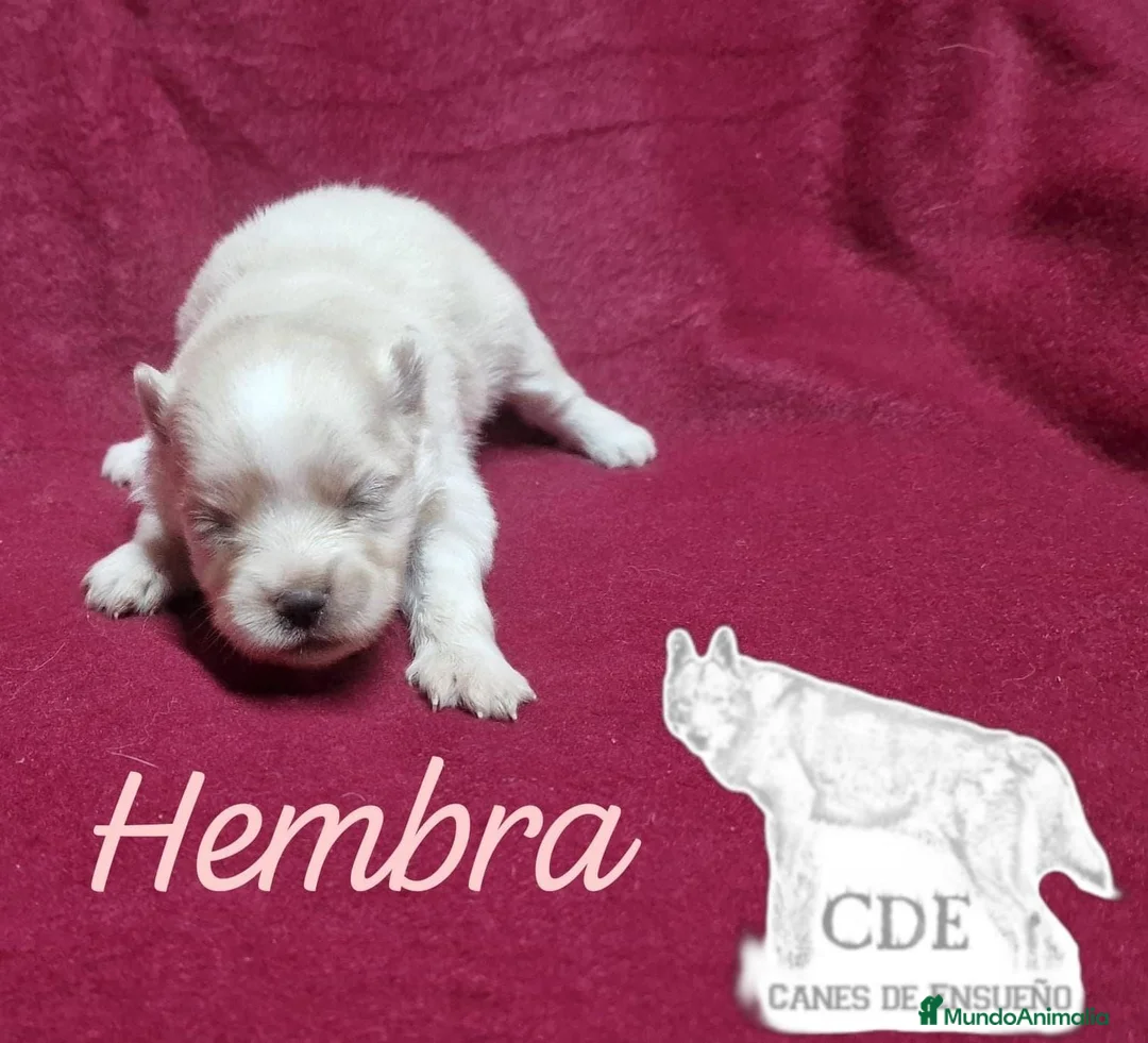 Pomerania perros en venta: Pomeranias sables y crema - Anuncio 5