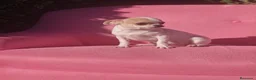 Chihuahua perros en venta: Chihuahua  - Anuncio 1