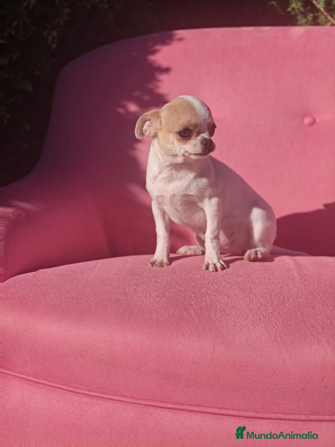 Chihuahua perros en venta: Chihuahua  - Anuncio 1