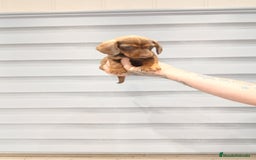 Teckel perros en venta: Camada de Tekel chocolate  - Imagen 1