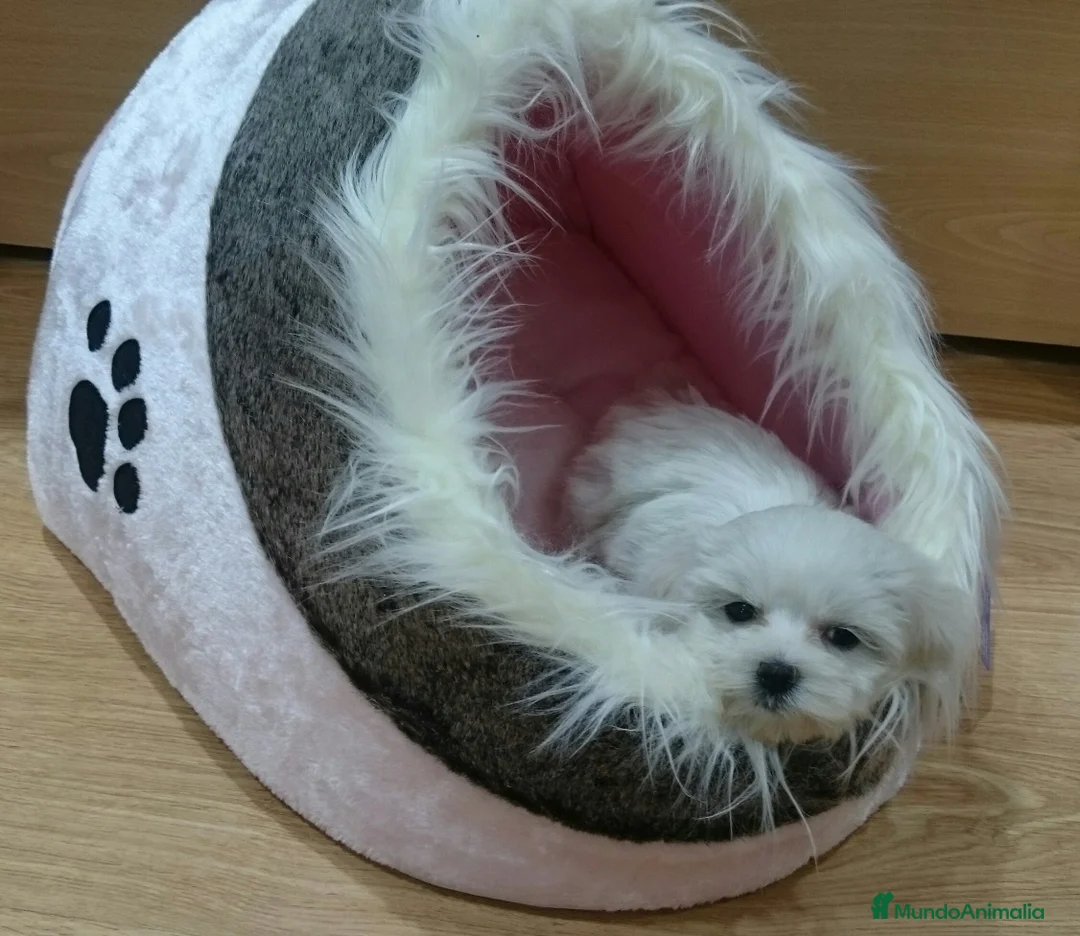 Bichón Maltés perros en venta: Cachorritos de Bichón Maltés en Barcelona - Anuncio 3