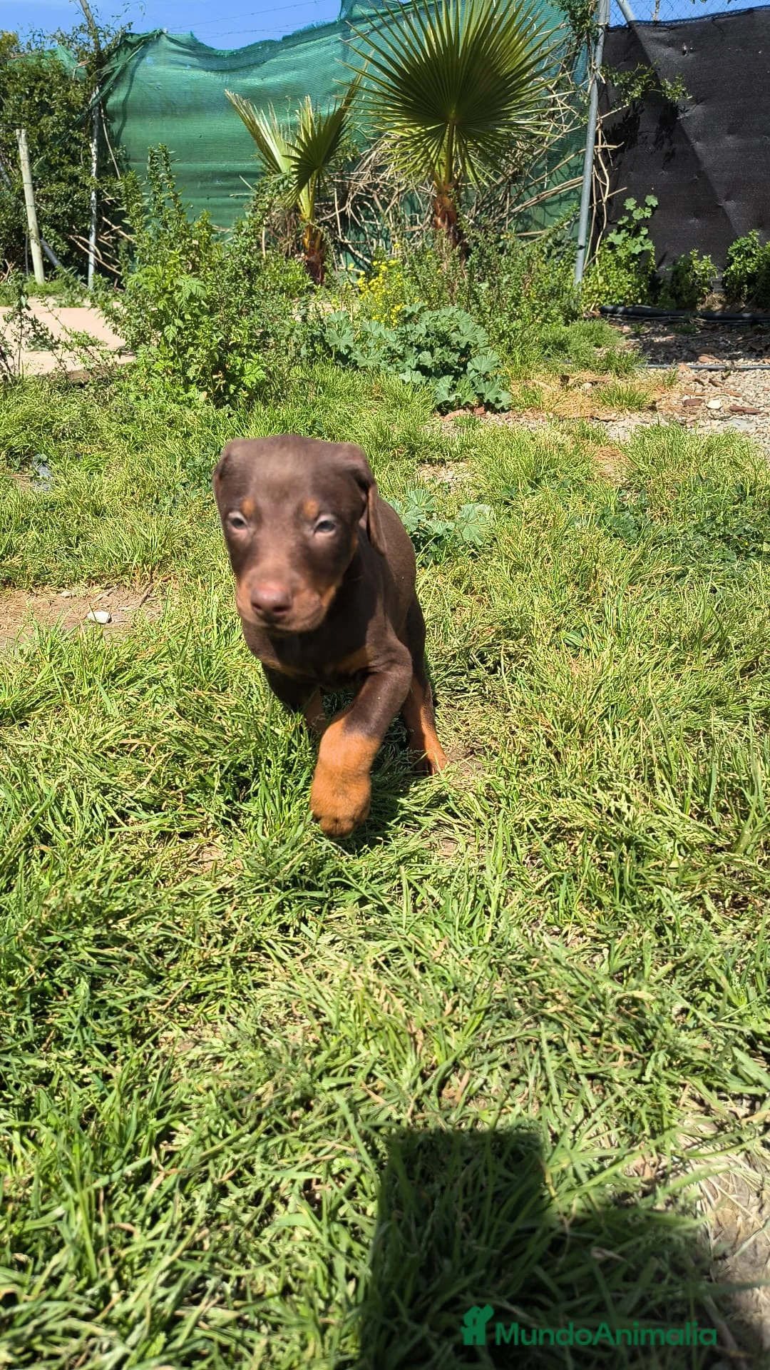 Dobermann perros en venta: Macho doberman  - Anuncio 1