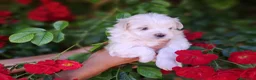 Bichón Maltés perros en venta: Bichon maltes  - Anuncio 6