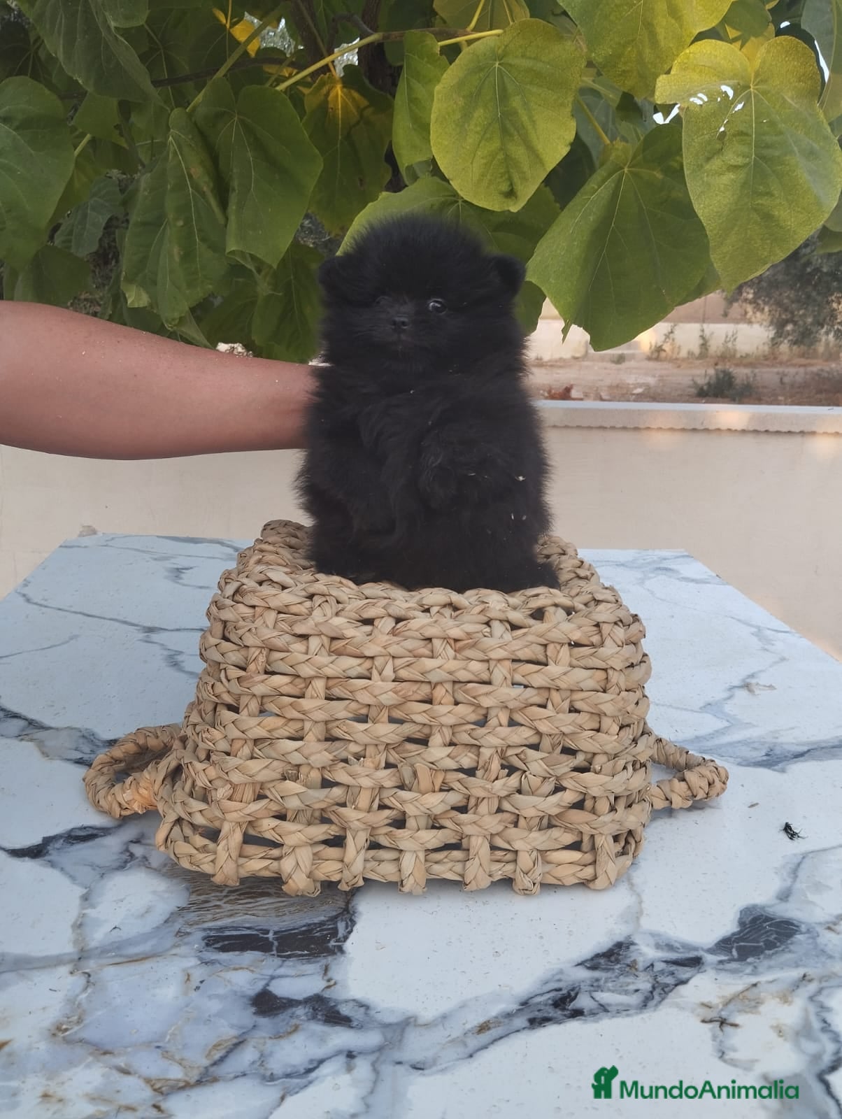 Pomerania perros Pomerania Toy - Anuncio 2