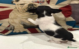 Chihuahua perros en venta: Chihuahua ruso micro - Imagen 2