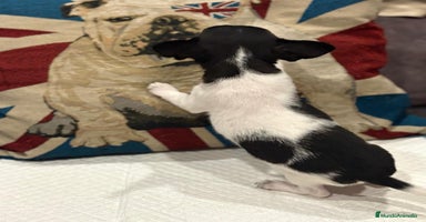 Chihuahua perros - Anuncio 11