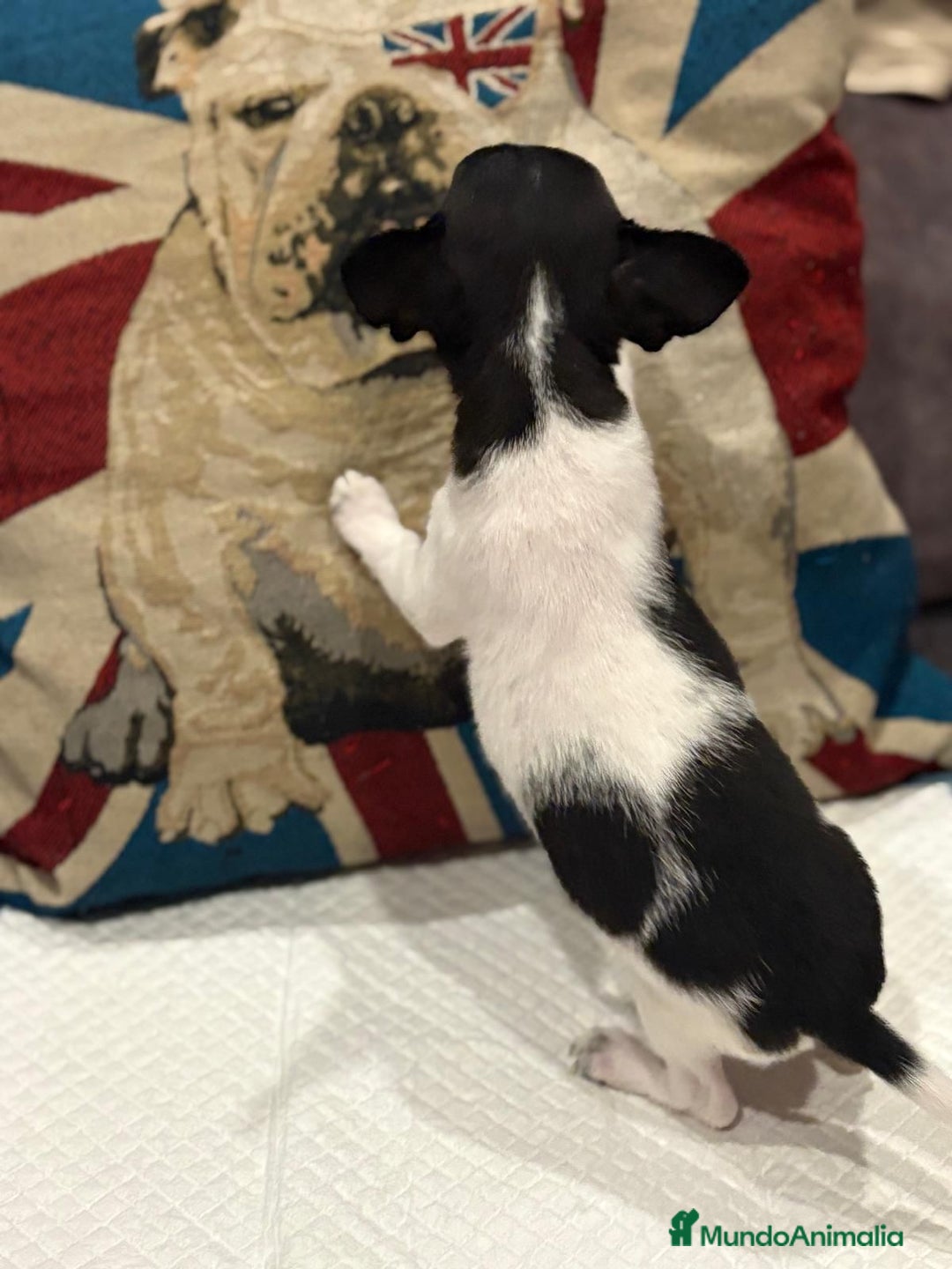 Chihuahua perros en venta: Chihuahua ruso micro - Imagen 2