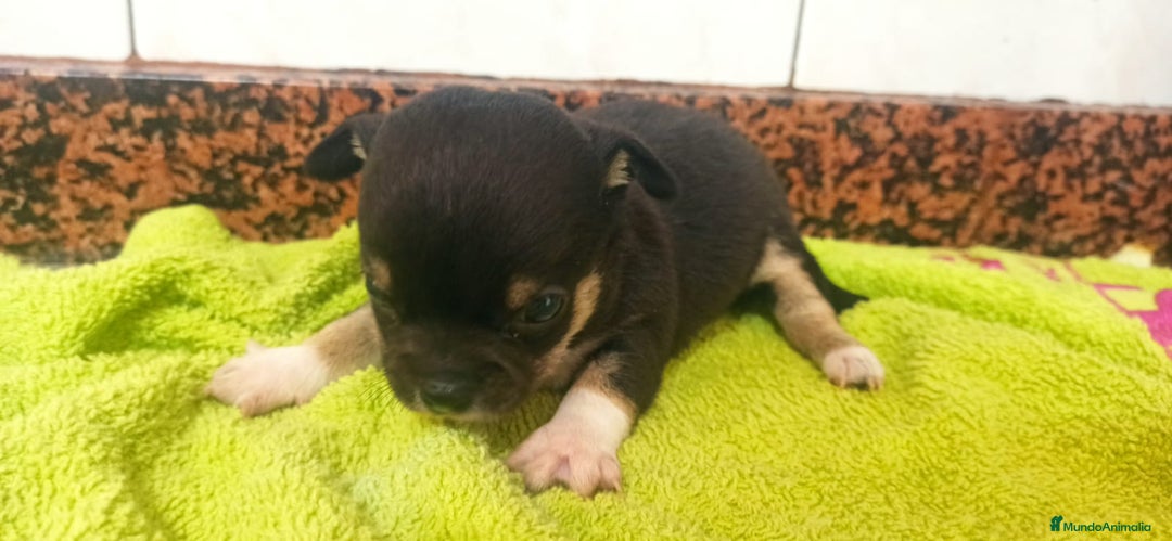 Chihuahua perros en venta: Hembra chihuahua  - Imagen 2
