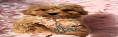 Maltipoo 5