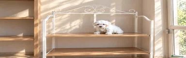 Bichón Maltés 1