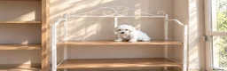 Bichón Maltés perros en venta: Camada de Bichon maltés  - Anuncio 1