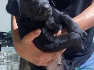 Labrador Retriever perros Labrador retriever macho negro🐾 - Anuncio 1