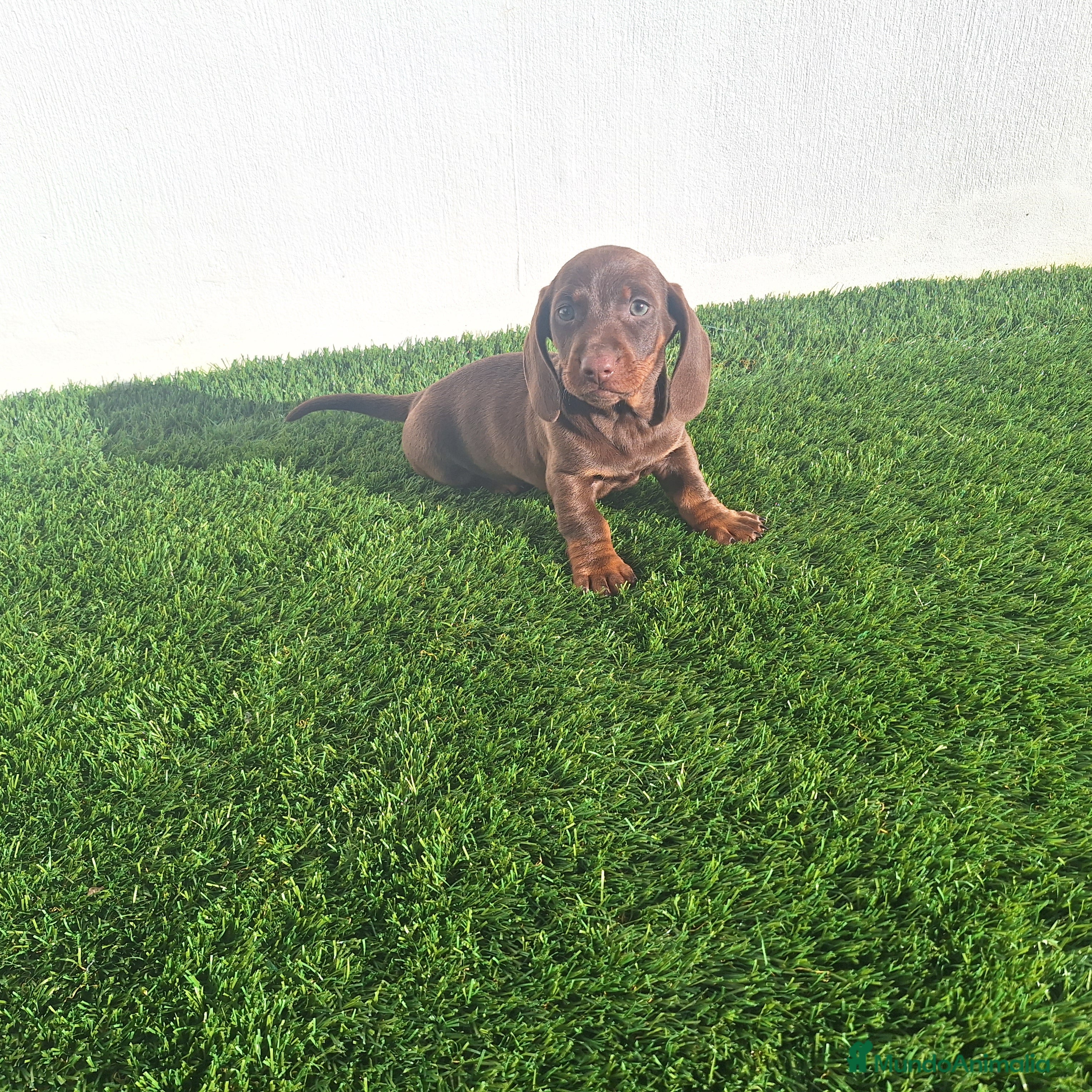 Teckel Miniatura perros TECKEL MINIATURA  - Anuncio 8