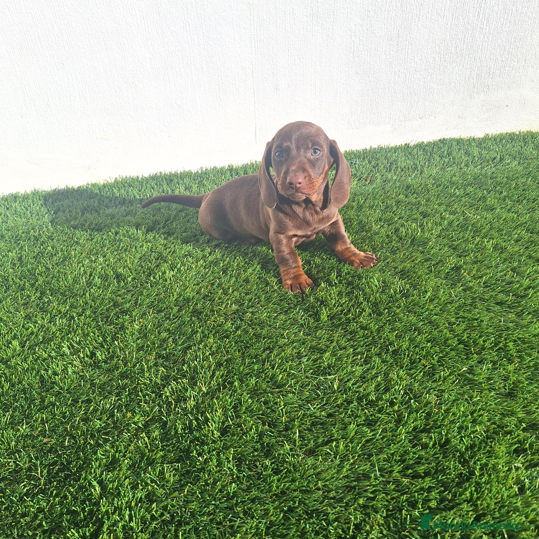 Teckel Miniatura perros en venta: TECKEL MINIATURA  - Anuncio 1