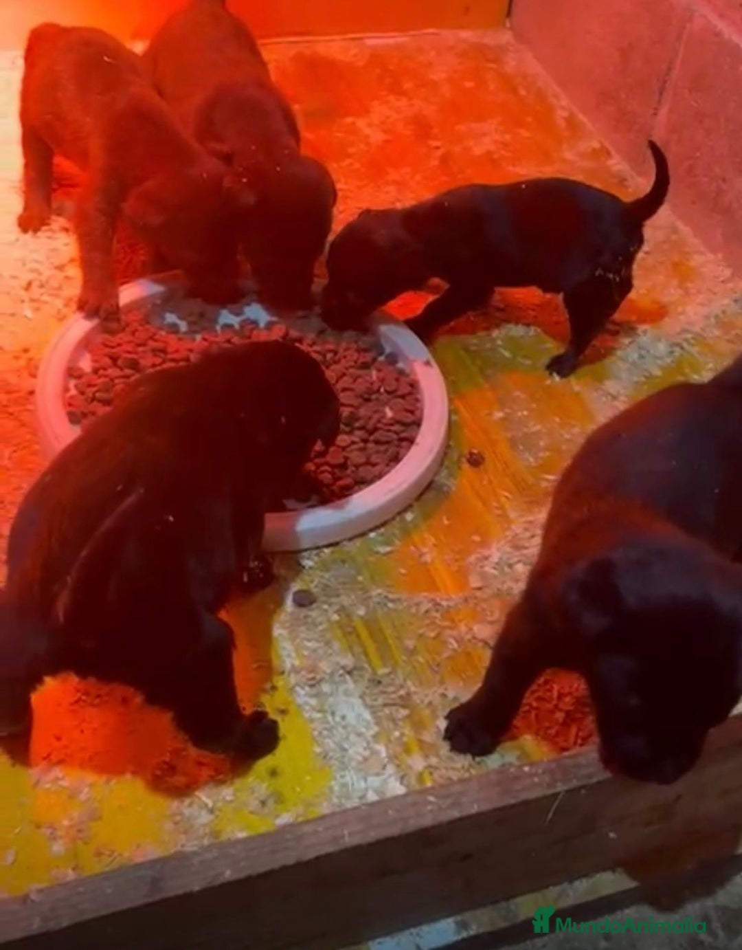 Labrador Retriever perros en venta: Labrador retriever  - Anuncio 5