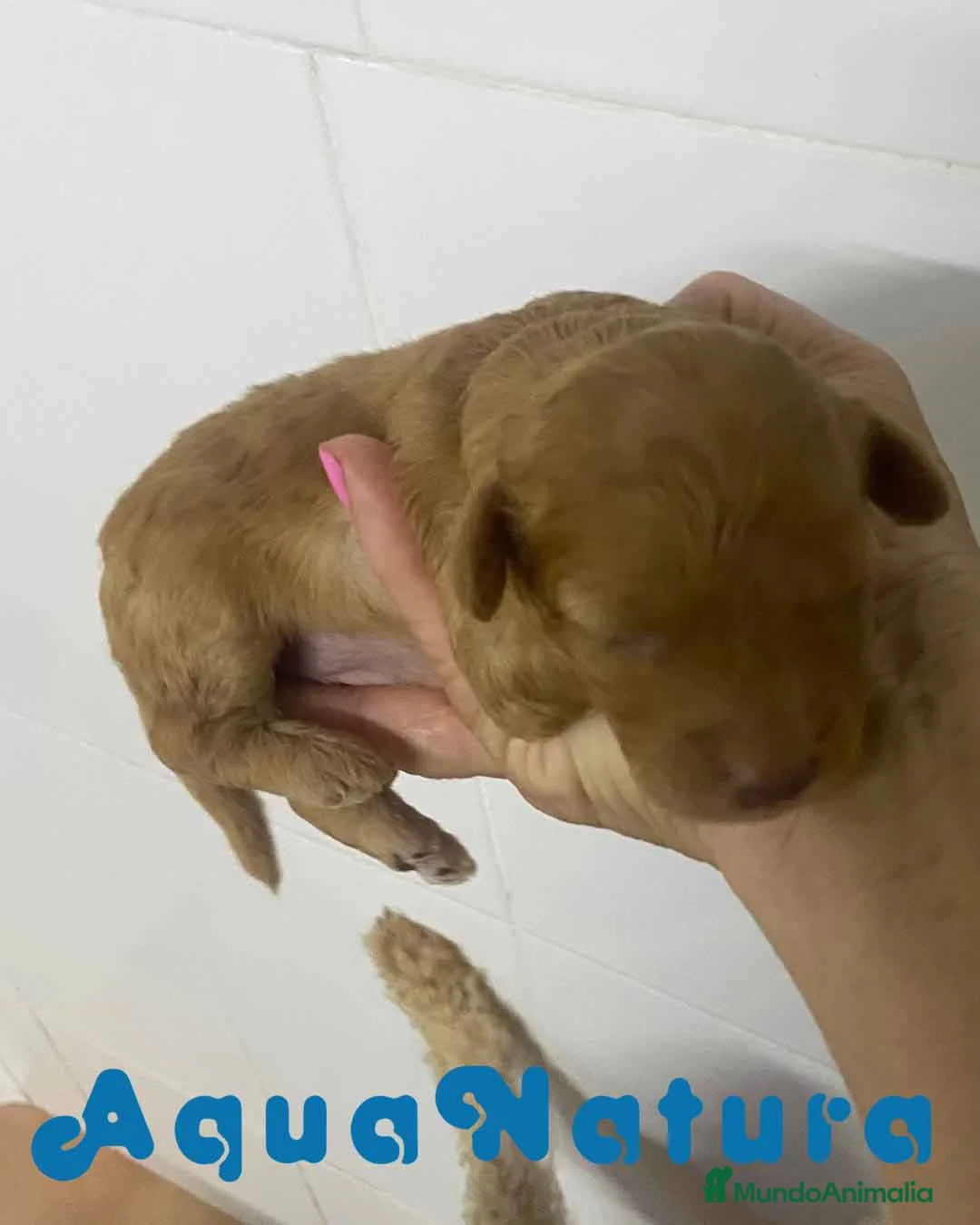Caniche Enano perros en venta: Caniche Hembra de Estela y Alejo 6278 - AQUANATURA en Barcelona - Anuncio 8