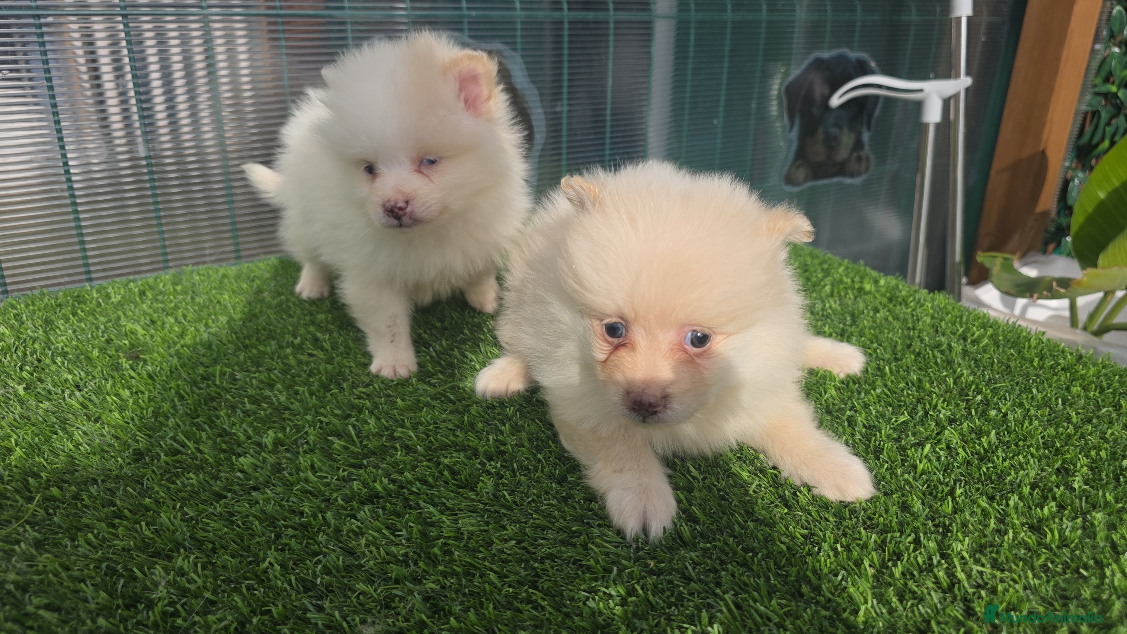 Pomerania perros Pomerania miniaturas  - Anuncio 3