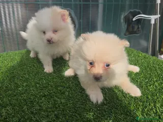 Pomerania perros Pomerania miniaturas - Anuncio 11