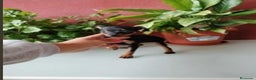 Pinscher Miniatura perros en venta: Pincher miniatura en Badajoz - Anuncio 1