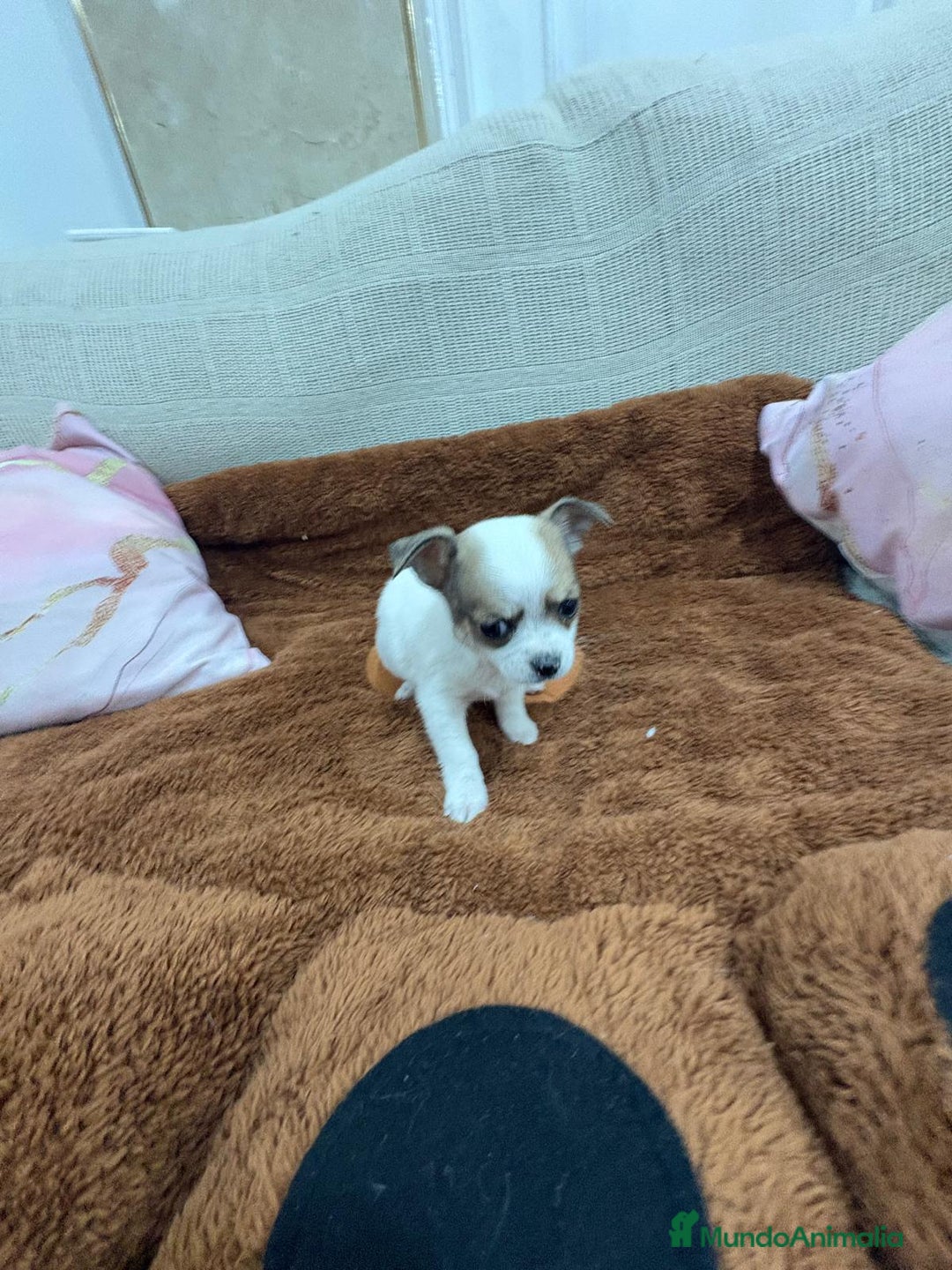 Chihuahua perros en venta: Chihuahua toy - Anuncio 12