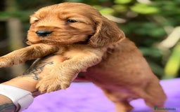 Cocker Spaniel Inglés perros en venta: COCKER SPANIEL INGLÉS HEMBRA - Anuncio 7