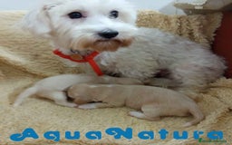 Raza Mixta perros en venta:  Camada Havapoo de Kusita 1 y Alejo AQUANATURA - Imagen 5