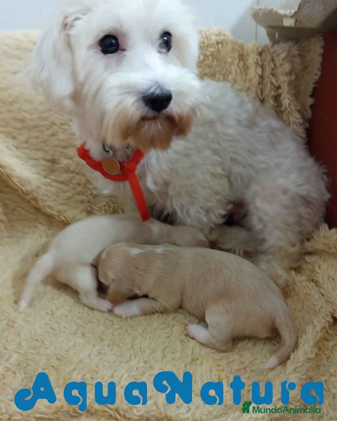 Raza Mixta perros en venta:  Camada Havapoo de Kusita 1 y Alejo AQUANATURA - Imagen 5