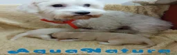 Raza Mixta perros en venta:  Camada Havapoo de Kusita 1 y Alejo AQUANATURA - Anuncio 5