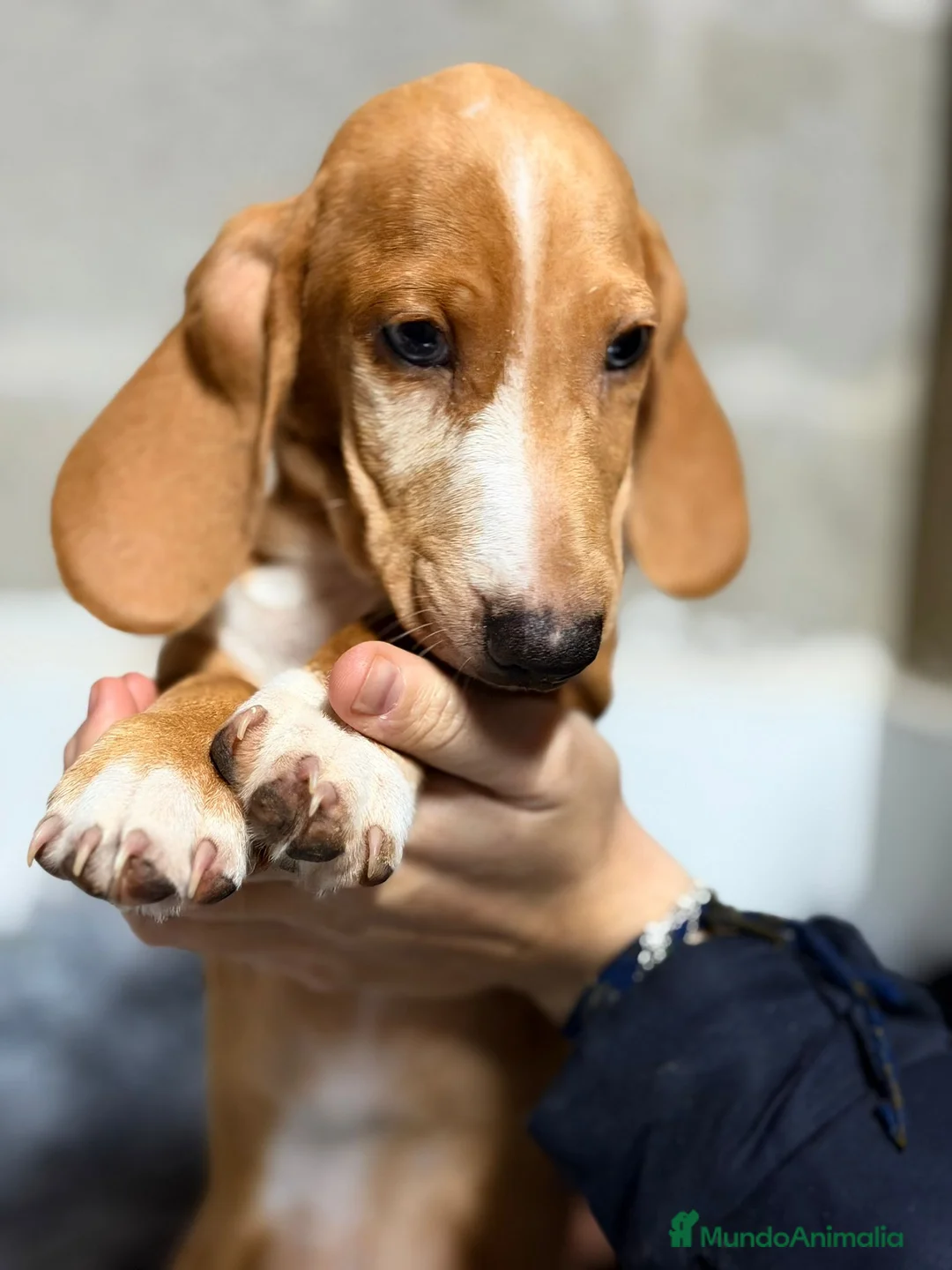 Teckel perros en venta: TECKEL ROJO  - Anuncio 2