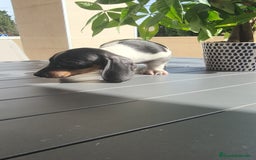 Teckel Miniatura perros en venta: Teckel pielbad mini ♂️ - Imagen 3