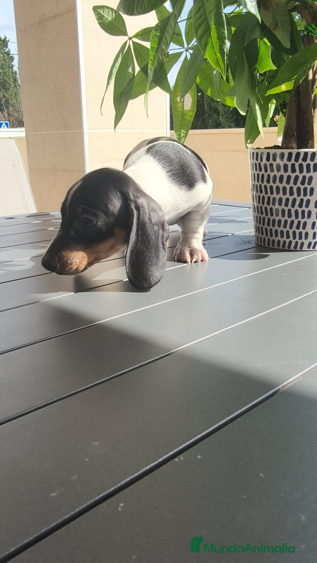 Teckel Miniatura perros en venta: Teckel pielbad mini ♂️ - Imagen 3