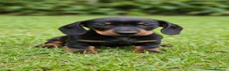 Teckel Miniatura perros en venta: Teckel Miniatura - Anuncio 5