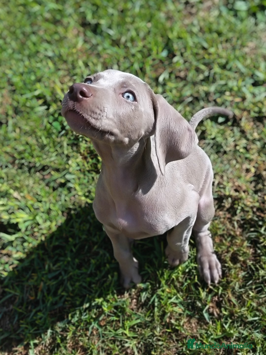 Weimaraner perros en venta: Cachorros braco de weimar - Imagen 3