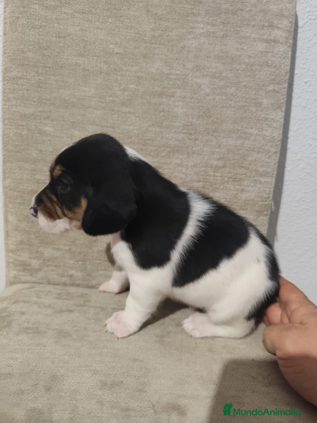 Beagle perros en venta: BEAGLES - Anuncio 18