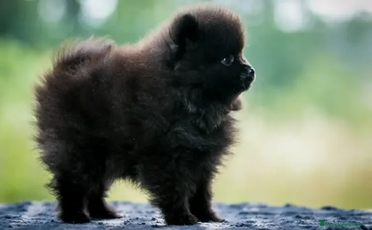 Pomerania perros pomerania  - Anuncio 1